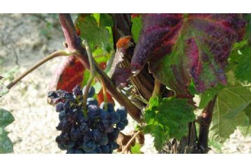 Flavescenza dorata della vite